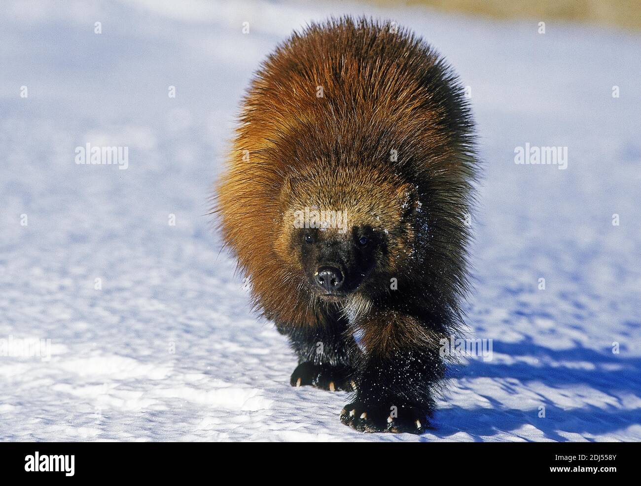 North American Wolverine, gulo gulo luscus, Adulti passeggiate sulla neve, Canada Foto Stock