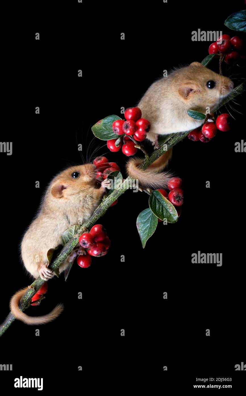 Comune Dormouse, muscardinus avellanarius, Adulti in piedi su Branch, Normandia Foto Stock