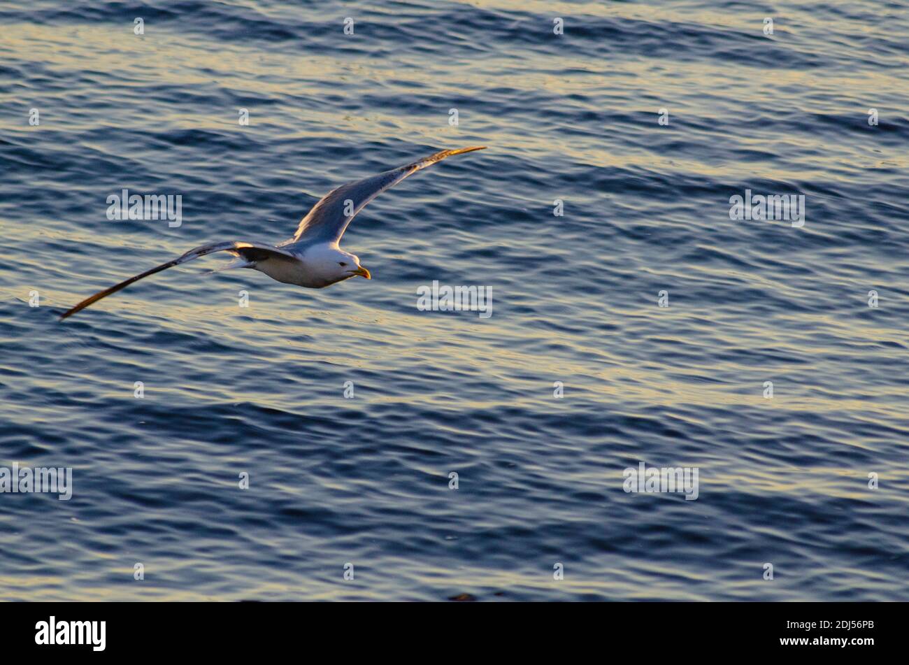 Gabbiano a zampe gialle ( Larus michahellis ) su una spiaggia vicino Alexandroupoli, Evros, Grecia - Foto: Geopix Foto Stock