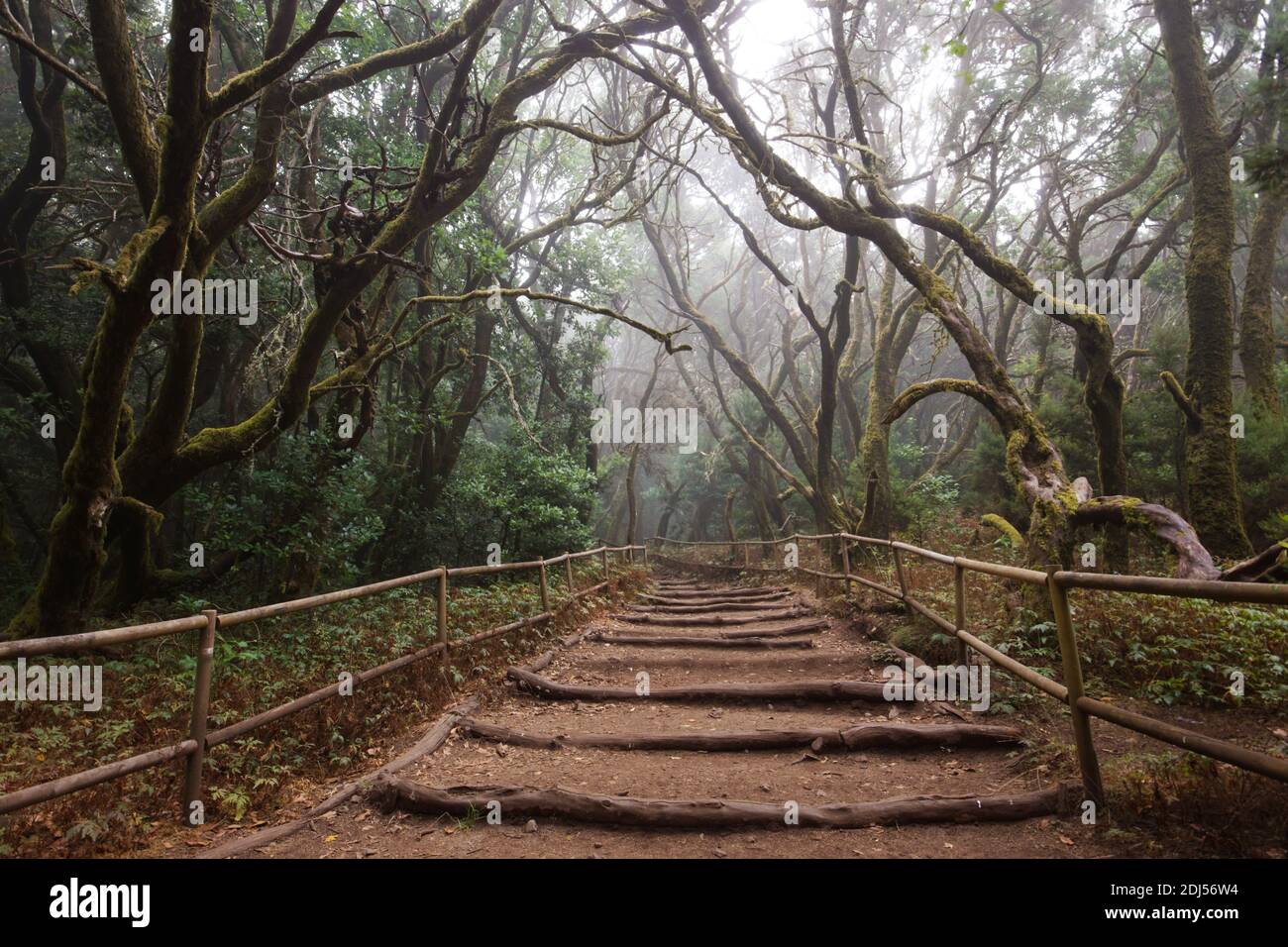 mistica foresta, percorso attraverso la foresta di alloro in la gomera, garajonay parco nazionale Foto Stock