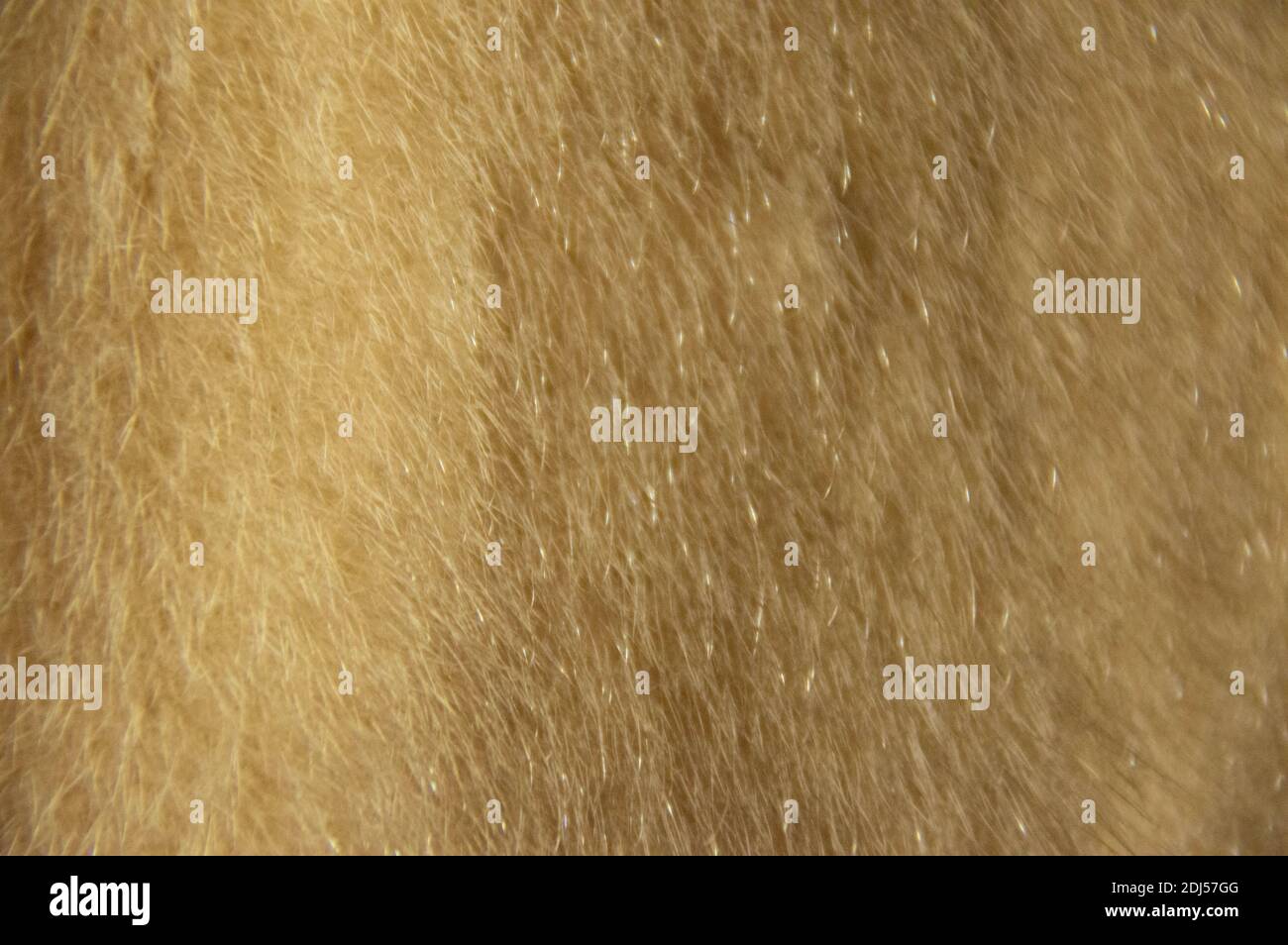 Texture di pelliccia. Pelliccia per lo sfondo. Materiale pelliccia. Pelliccia sintetica. Foto Stock