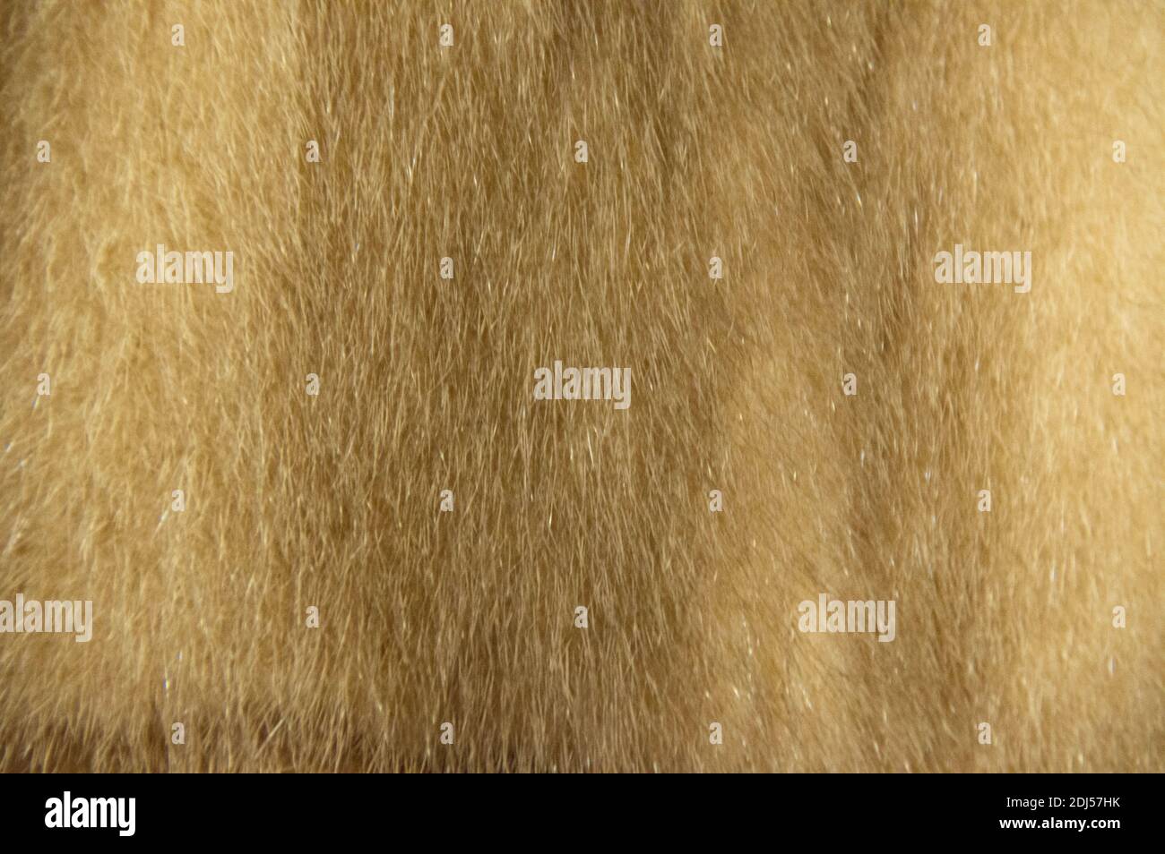 Texture di pelliccia. Pelliccia per lo sfondo. Materiale pelliccia. Pelliccia sintetica. Foto Stock