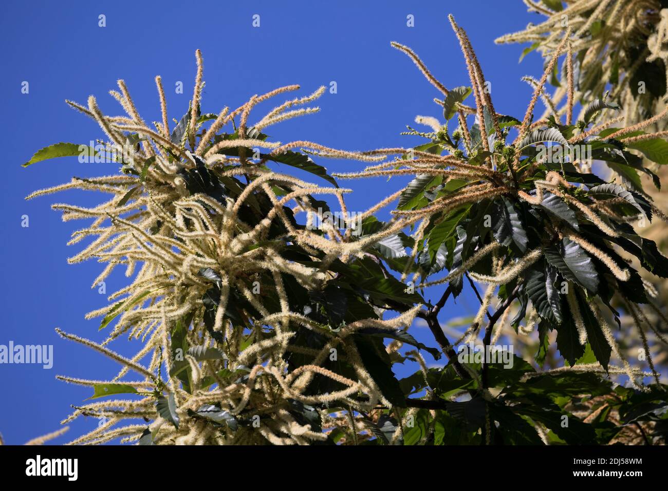 Edelkastanie, Esskastanie, Edel-Kastanie, ESS-Kastanie, Echte Kastanie, Marone, Blüte, Blüten, blühend, Castanea sativa, castagno dolce, Castagno spagnolo Foto Stock