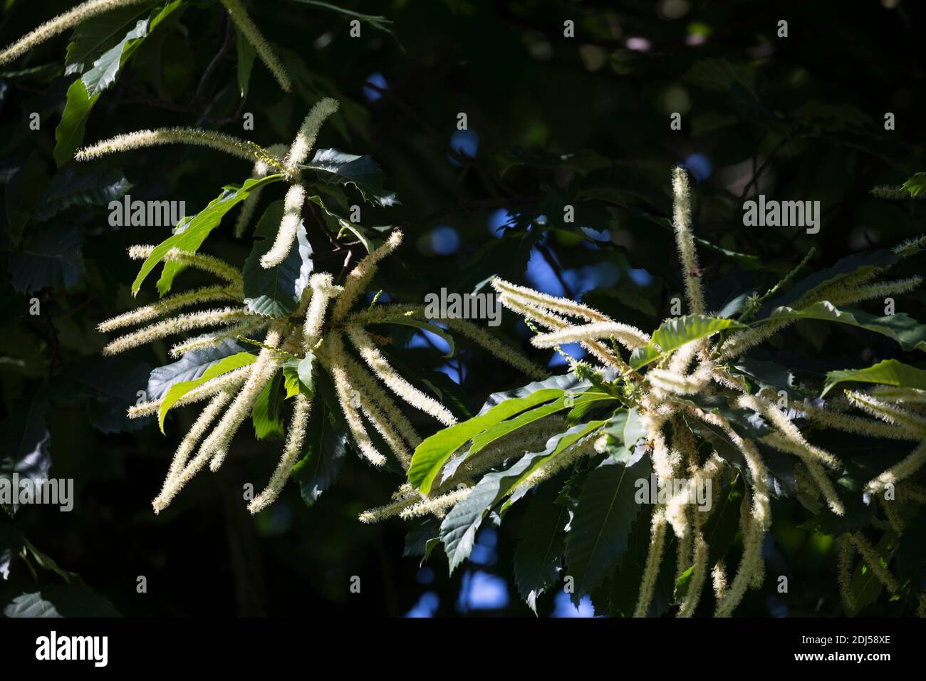 Edelkastanie, Esskastanie, Edel-Kastanie, ESS-Kastanie, Echte Kastanie, Marone, Blüte, Blüten, blühend, Castanea sativa, castagno dolce, Castagno spagnolo Foto Stock