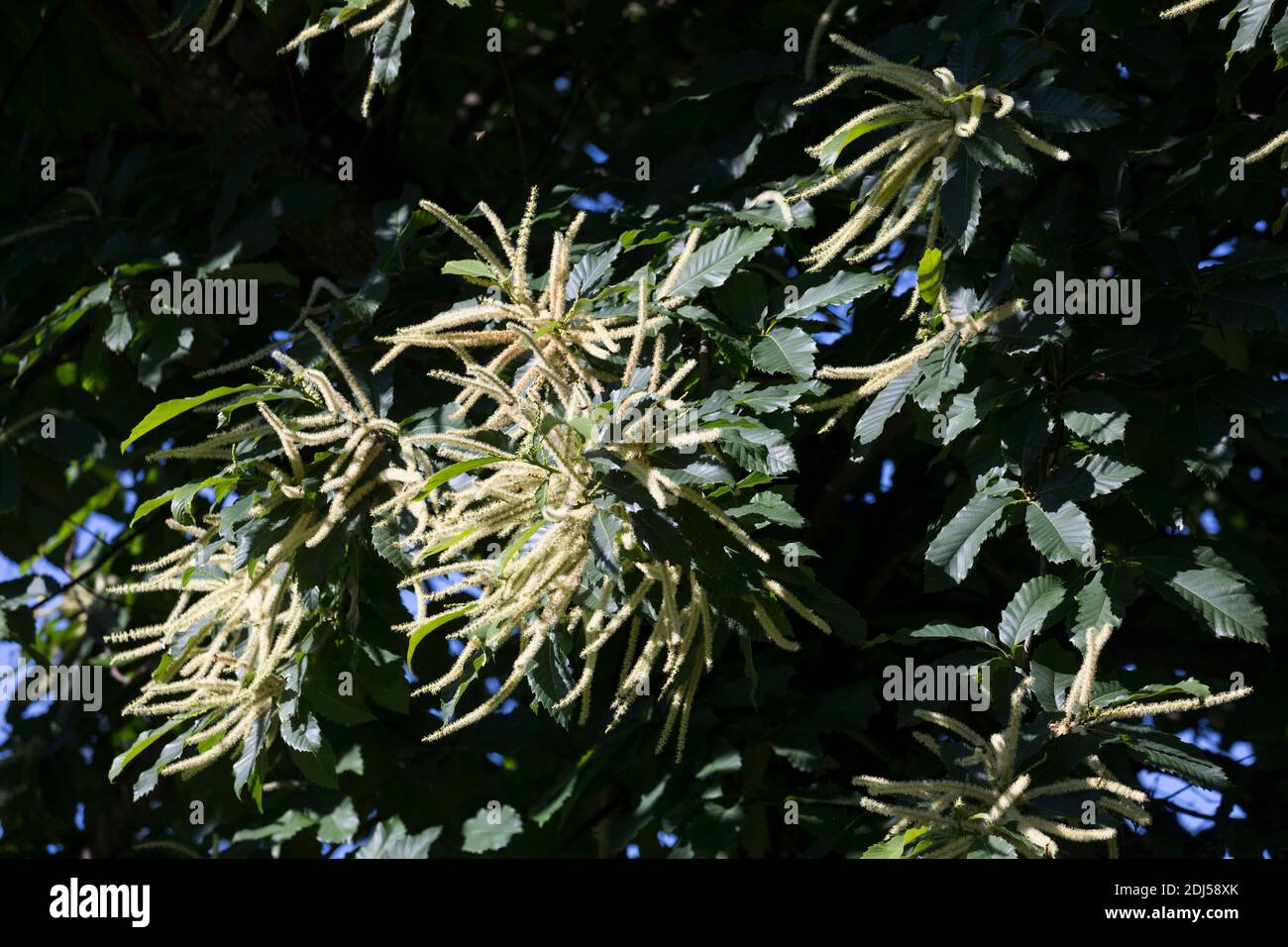 Edelkastanie, Esskastanie, Edel-Kastanie, ESS-Kastanie, Echte Kastanie, Marone, Blüte, Blüten, blühend, Castanea sativa, castagno dolce, Castagno spagnolo Foto Stock