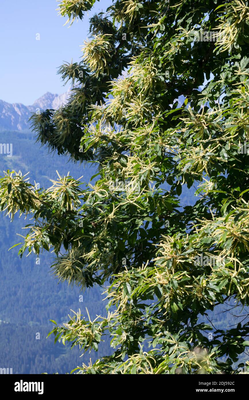 Edelkastanie, Esskastanie, Edel-Kastanie, ESS-Kastanie, Echte Kastanie, Marone, Blüte, Blüten, blühend, Castanea sativa, castagno dolce, Castagno spagnolo Foto Stock