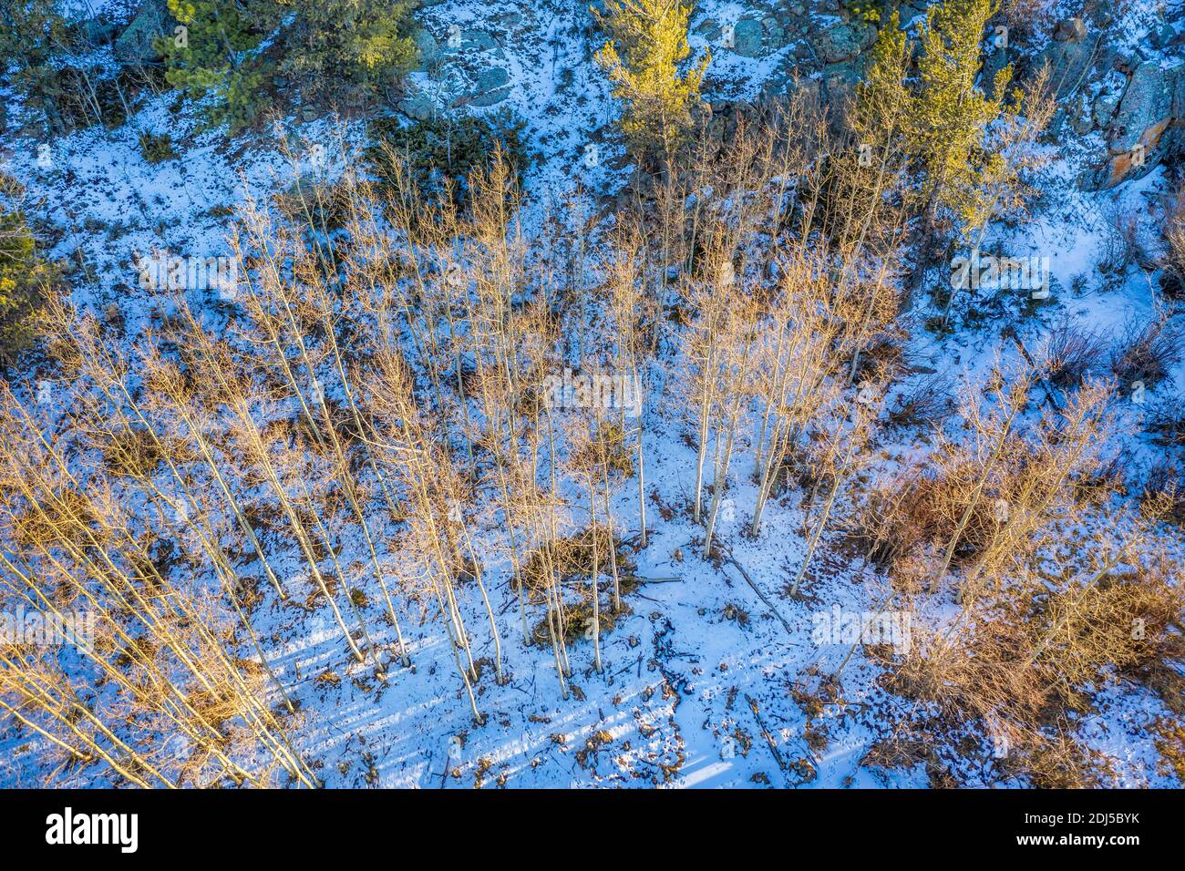 aspen boschetto nel paesaggio invernale, vista aerea dell'area ricreativa di Vedauwoo nel Wyoming Foto Stock