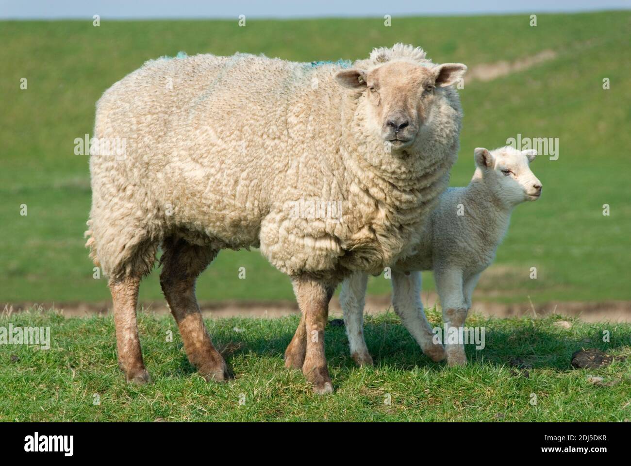 Deutschland, Schleswig-Holstein, Schafe, Jungtier, Mutterschaf, Hausschaf, (Ovis gmelini aries), Foto Stock