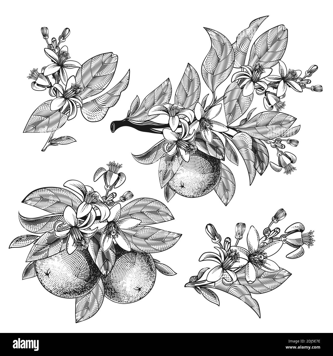 Illustrazione vettoriale della frutta arancione con foglie, rami, fiori in fiore isolati su sfondo. Disegno botanico a mano di agrumi tropicali per etichetta, confezionamento succo, menu in stile incisione. Illustrazione Vettoriale
