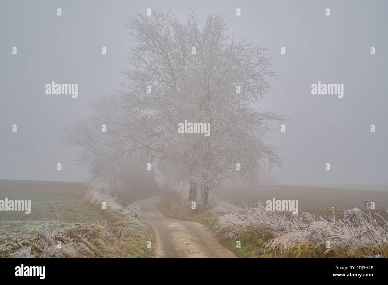 Paesaggio autunnale in dicembre nebbia, coperto di rime e gelo bassa Slesia Polonia Foto Stock
