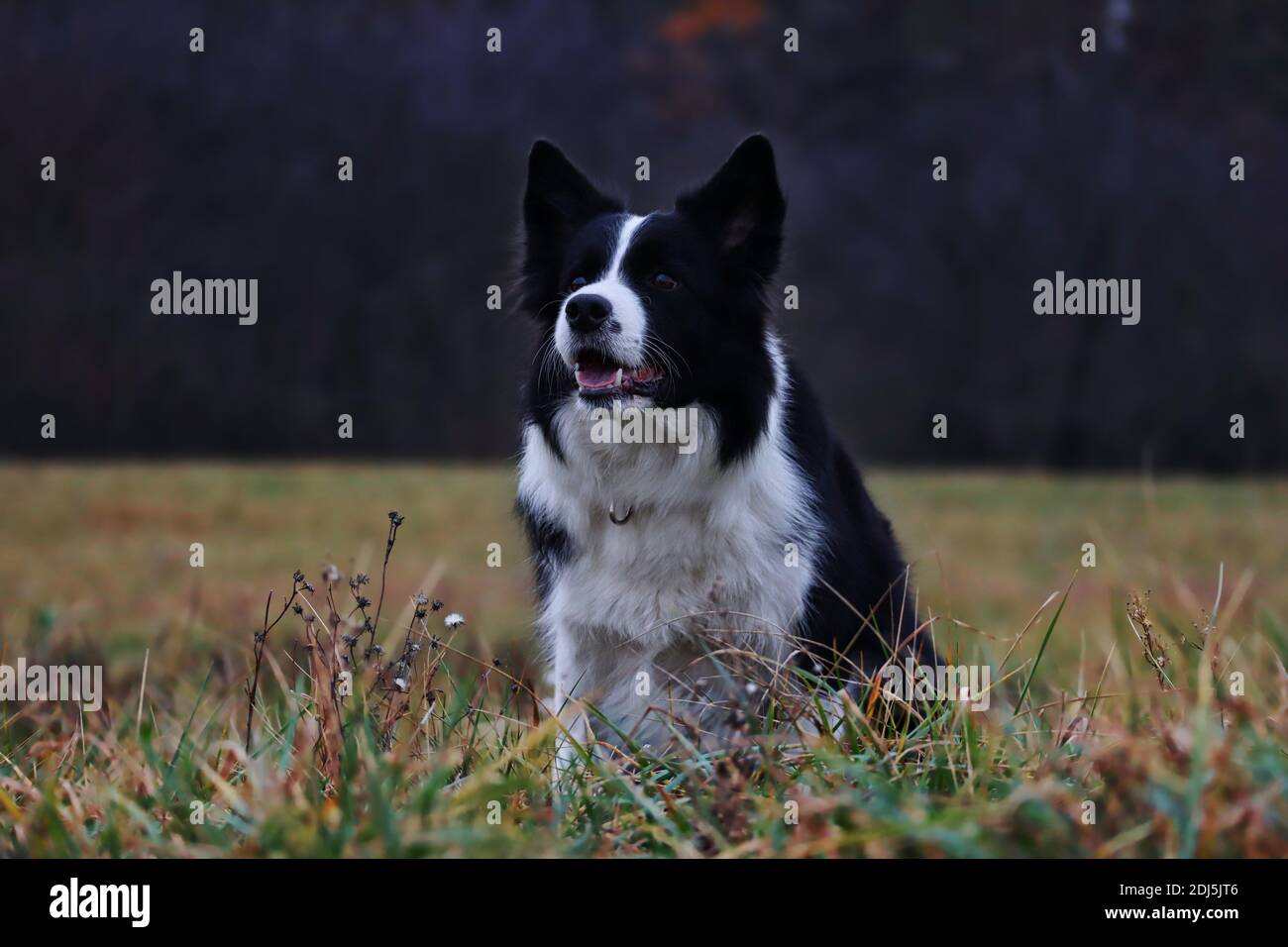 Sorridente Border Collie si siede sul campo. Adorabile cane bianco e nero gode di Cloudy Day in natura. Foto Stock