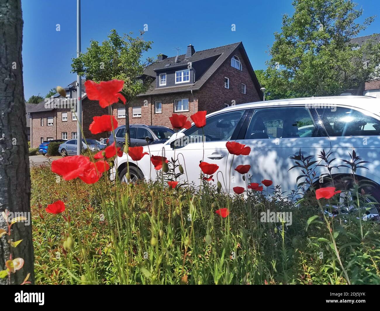 Auto bianca dietro i fiori di papavero Foto Stock
