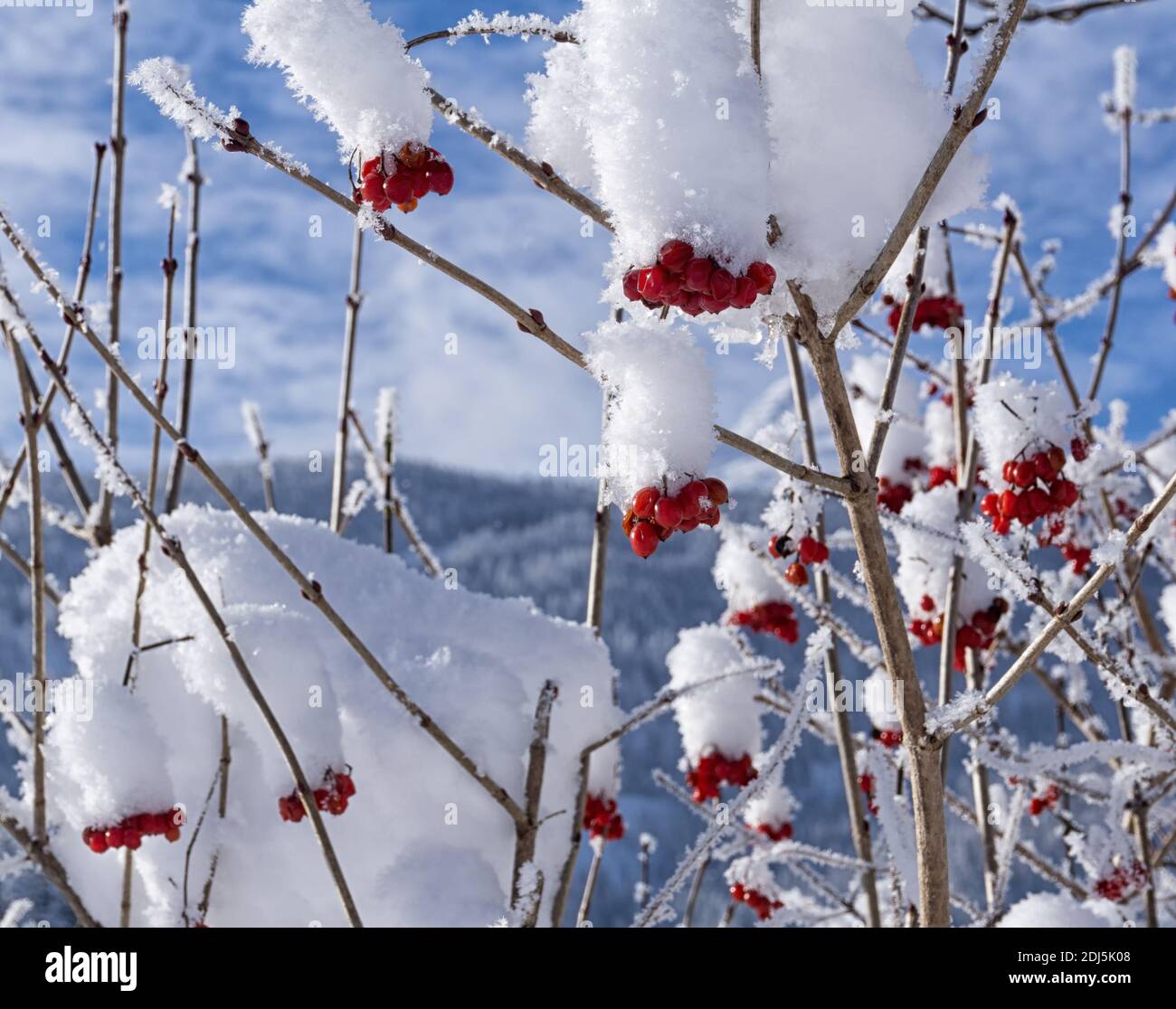 Cespuglio coperto di neve con bacche rosse. Closeup con cristalli visibili di ghiaccio e fiocchi di neve sui rami. Giorno di sole invernale con cielo blu sullo sfondo. Foto Stock