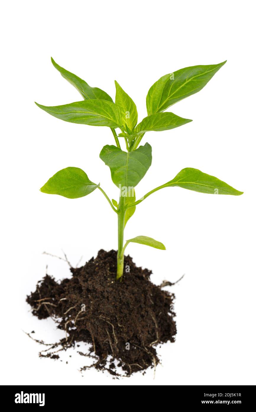 vista dall'alto del peperone con gambo, foglie, radici e terreno isolato su sfondo bianco Foto Stock
