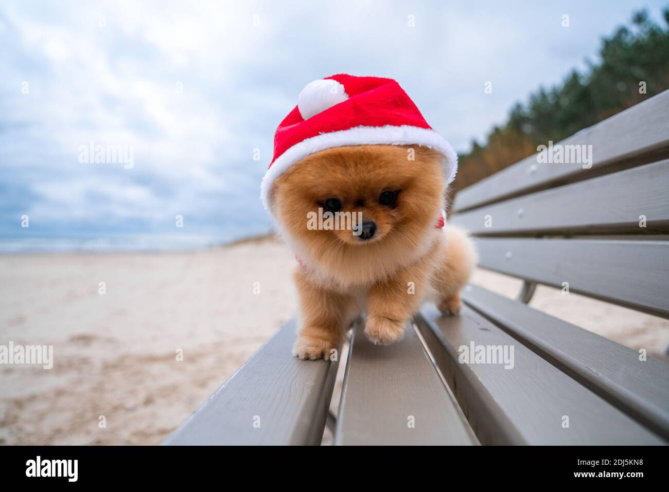 Un adorabile cane spitz pomeraniano con un vestito Babbo Natale seduta su  una panchina di legno sulla spiaggia Foto stock - Alamy