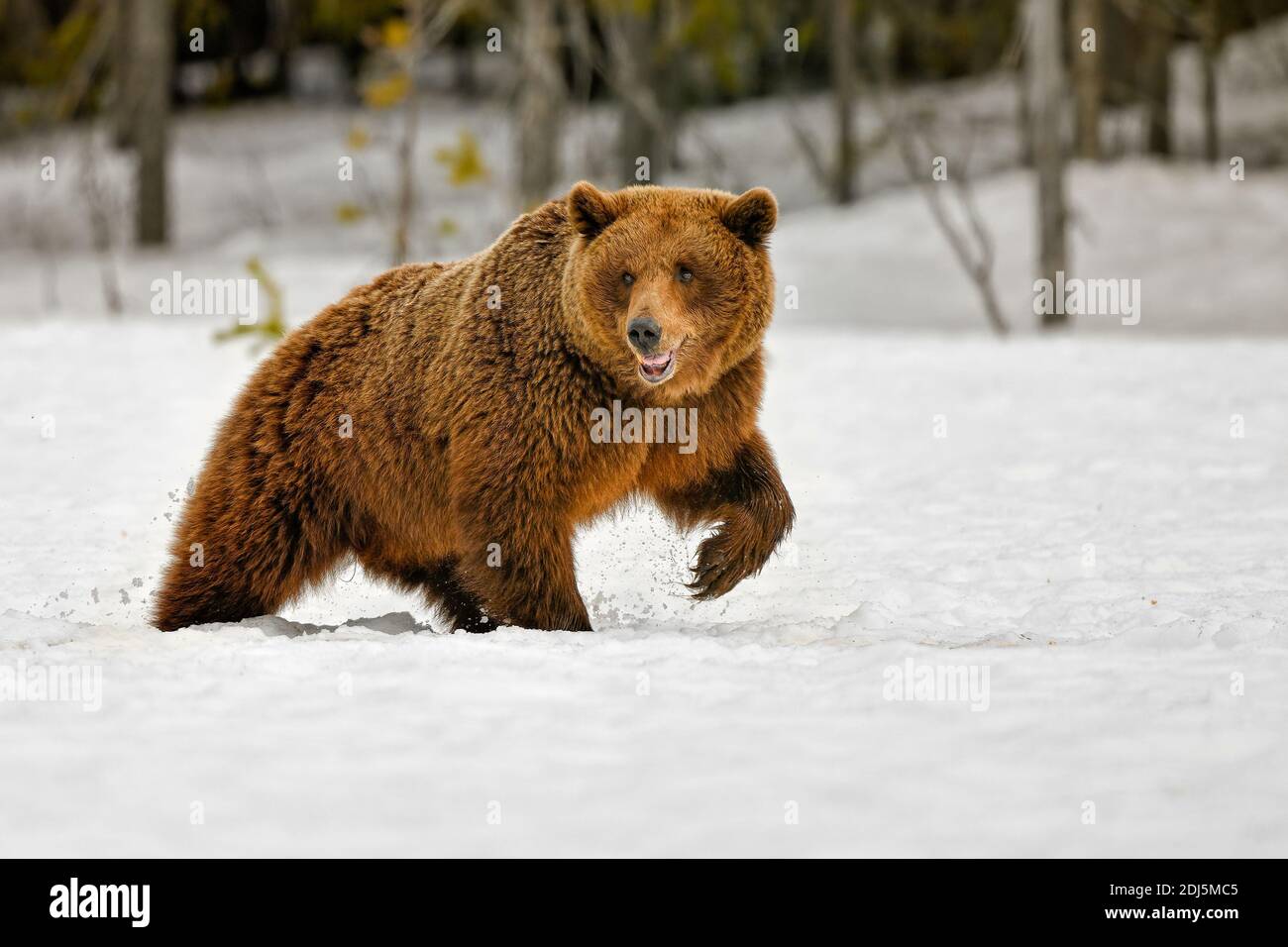 Orso bruno. È il momento di andare Foto Stock