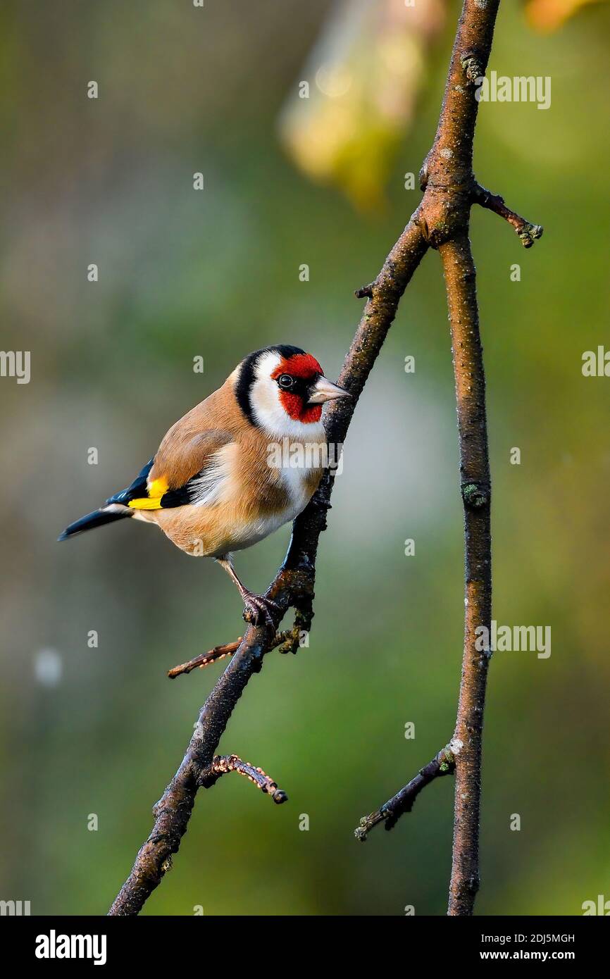 Goldfinch in autunno mattina Foto Stock