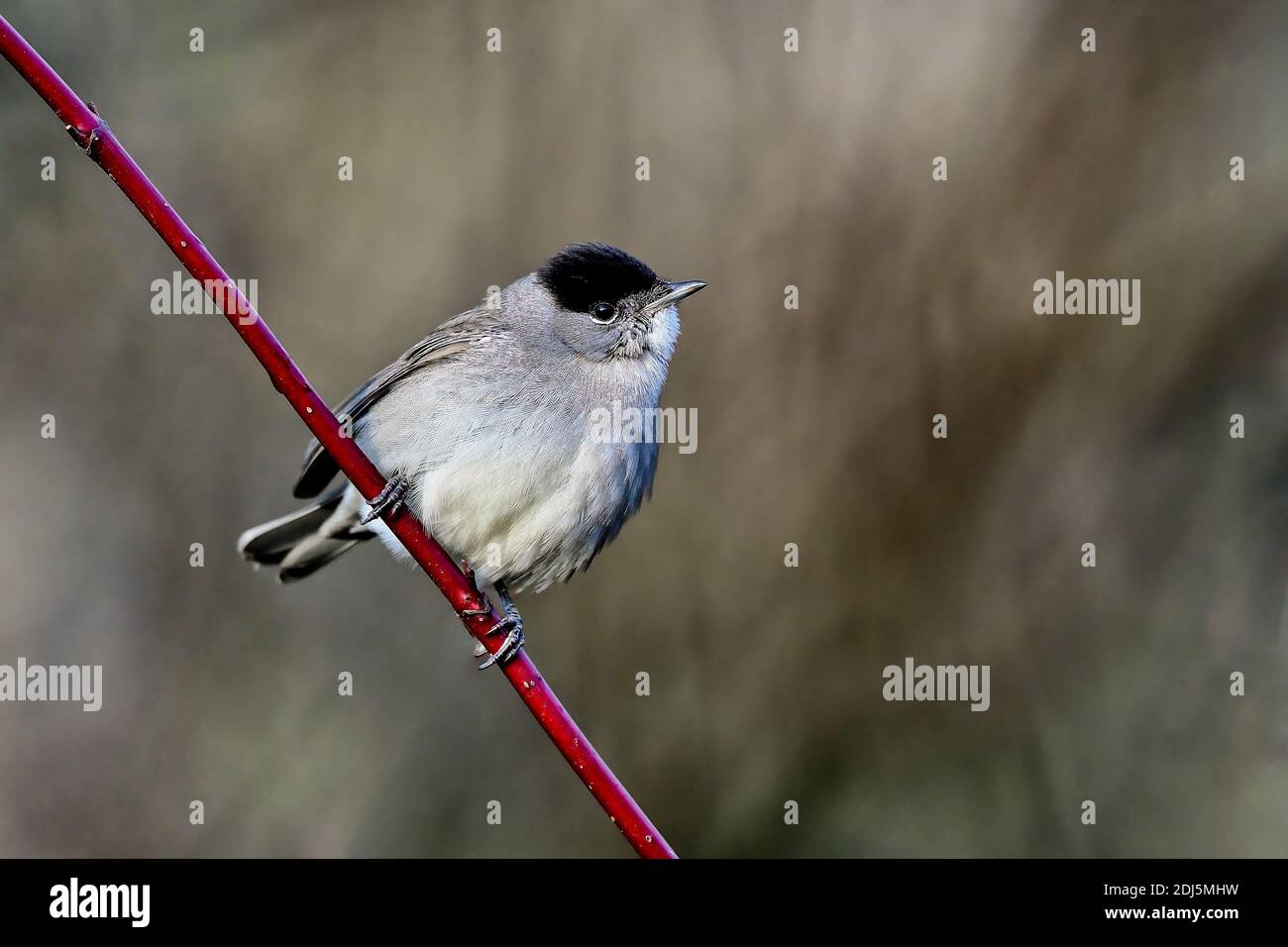 Berretto eurasiatico su sfondo molto scuro Foto Stock