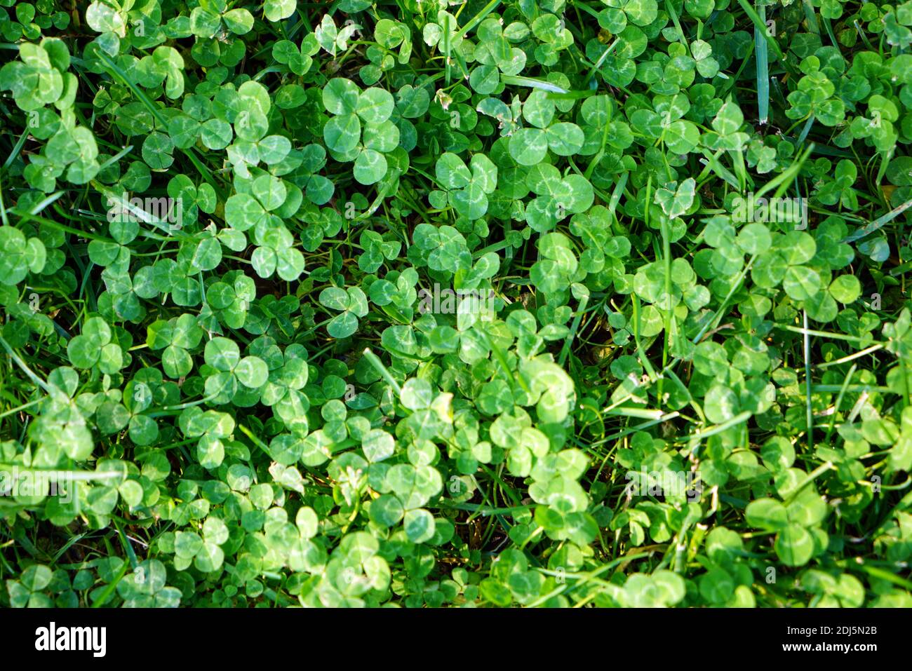 Foglia per uno sfondo ravvicinato. Di grandi dimensioni Foto Stock