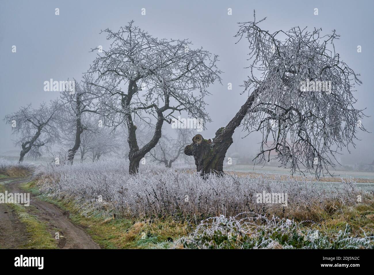 Paesaggio autunnale in dicembre nebbia, coperto di rime e gelo bassa Slesia Polonia Foto Stock