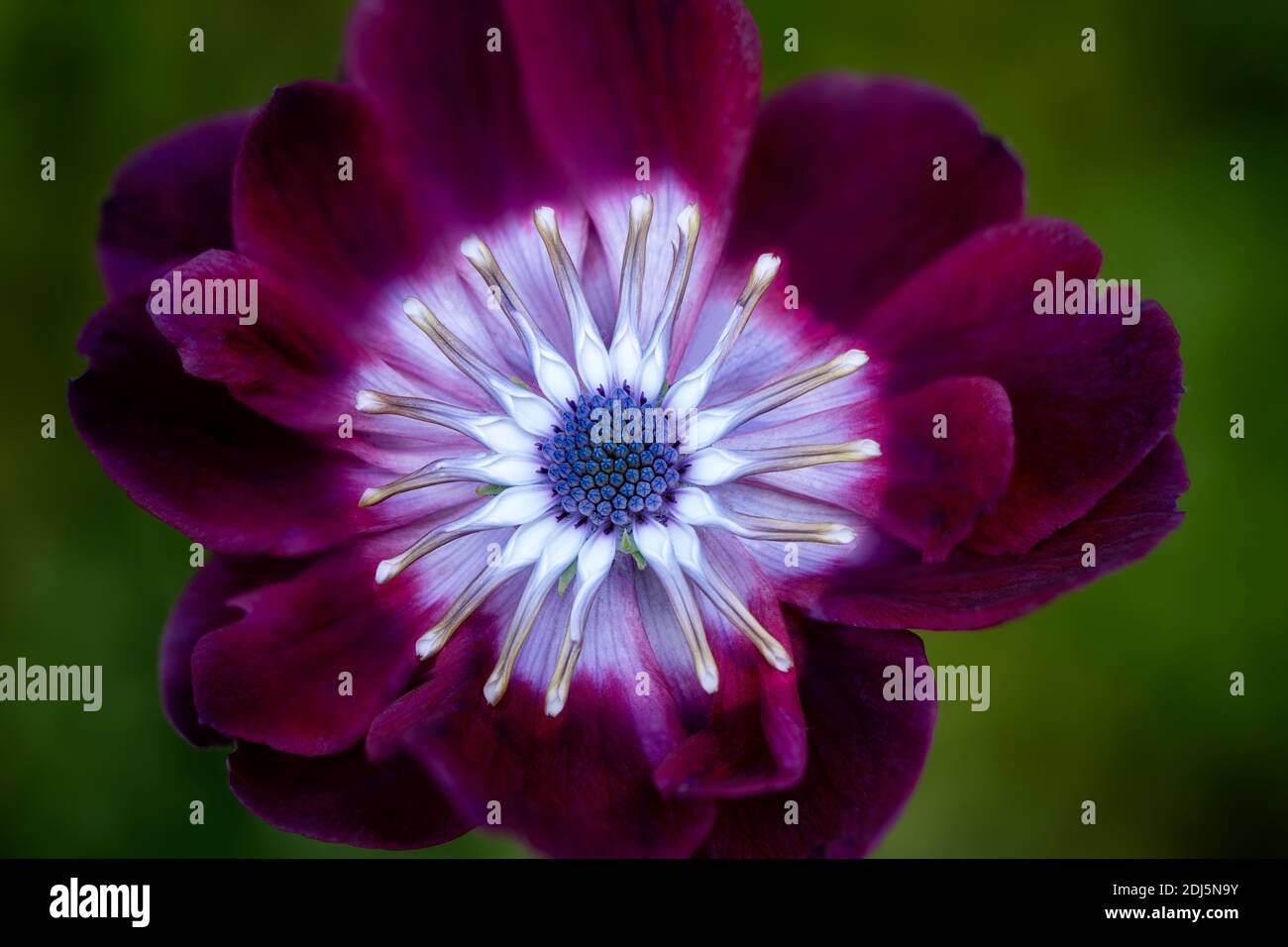 Primo piano di Osteo Spider Flower in Red Anemone flower. Foto Stock