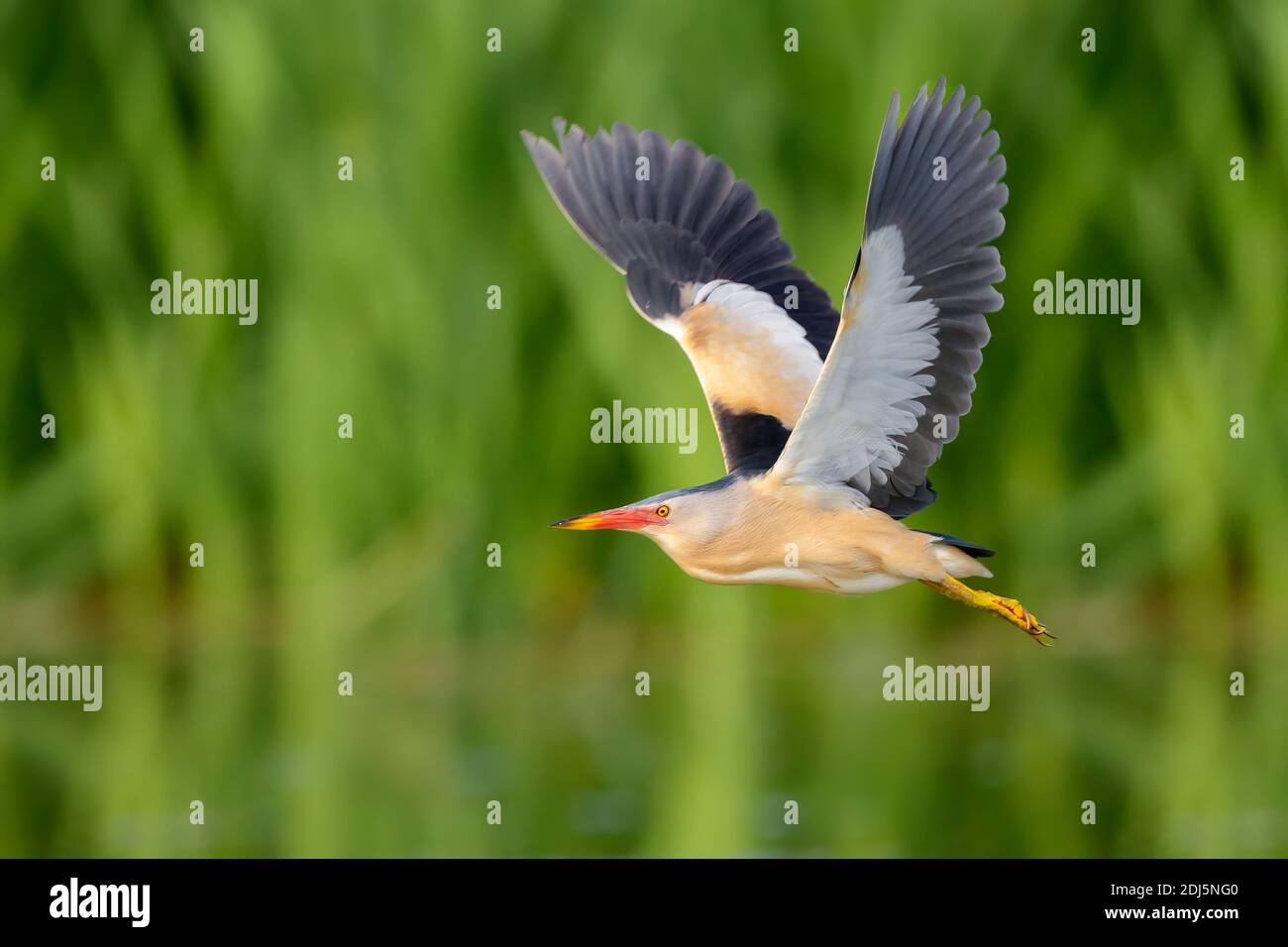 Piccolo Bittaro (Ixobrychus minutus), vista laterale di un maschio adulto in volo, Campania, Italia Foto Stock