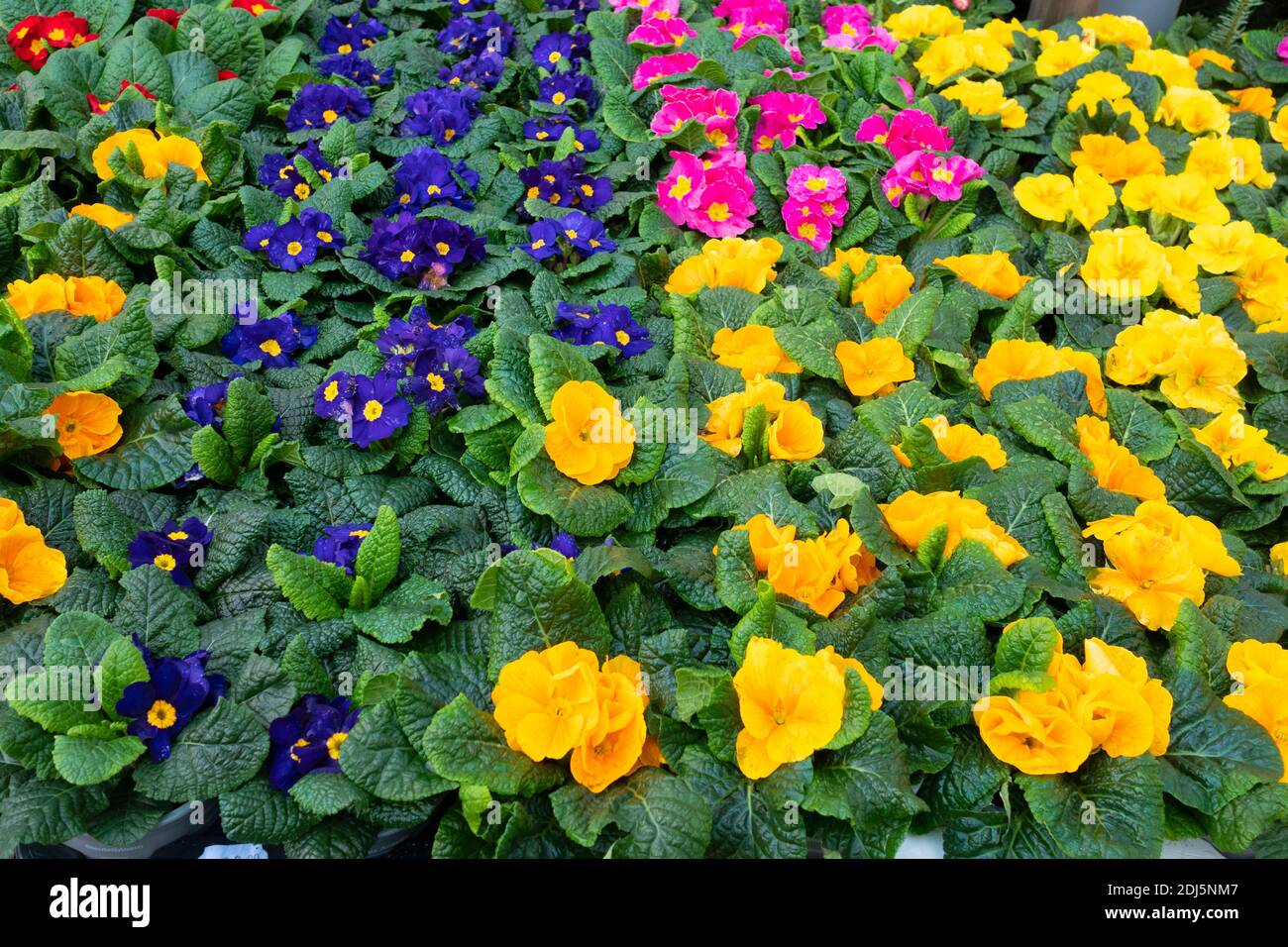 Pot primrose prezzo a £2 ciascuno in un giardino centro Dicembre 2020 Foto Stock