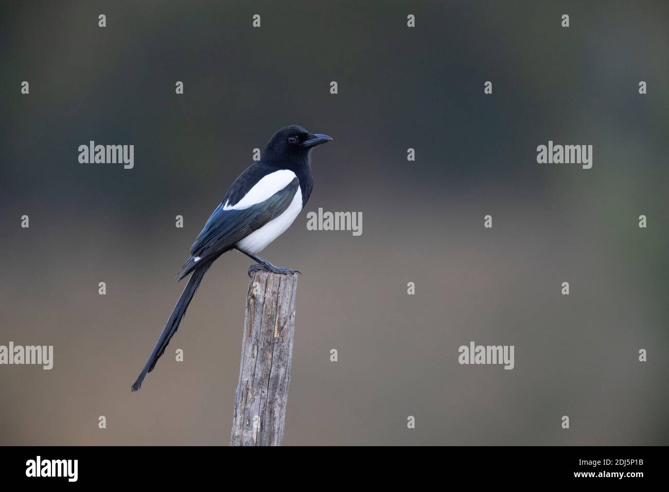 Mazza eurasiatica (Pica pica), vista laterale di un adulto arroccato sul posto, Campania, Italia Foto Stock