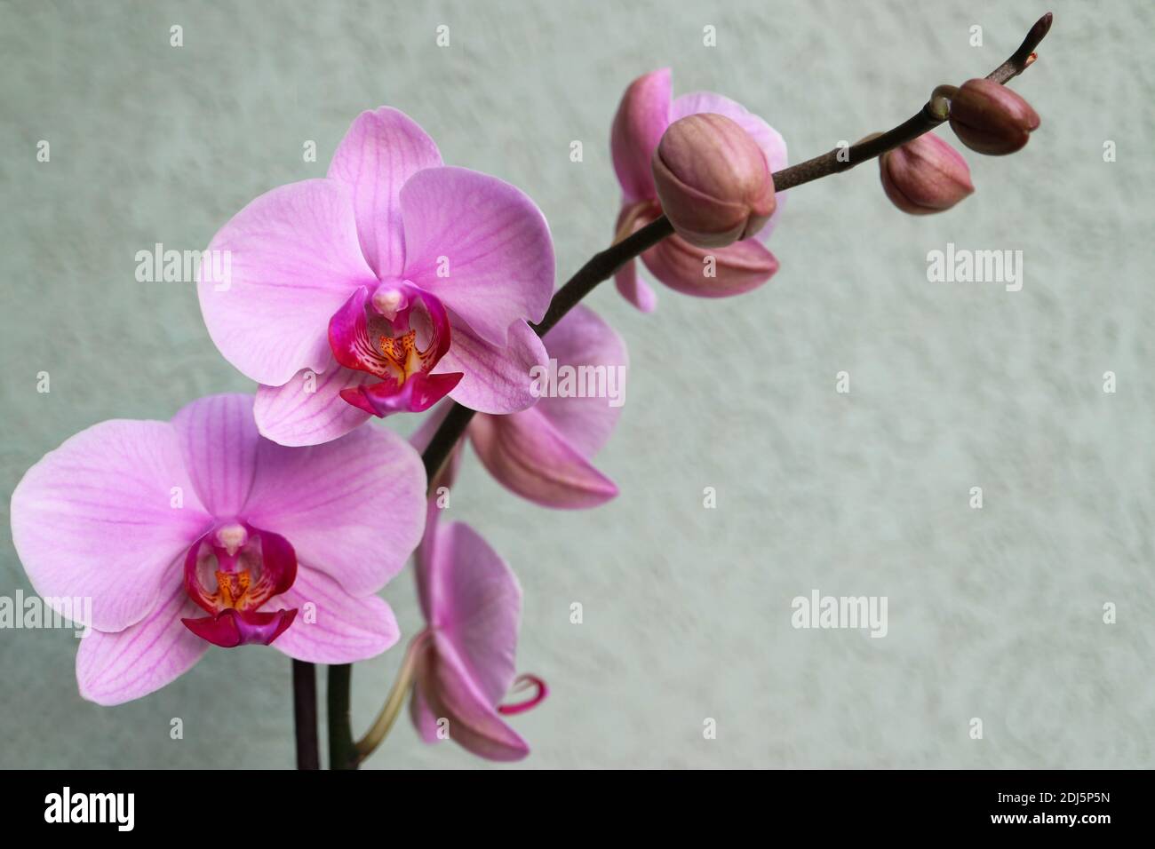 Orchidea rosa con petali delicati e sfondo verde parete, orchidea rosa fioritura con gemme macro, bellezza in natura, fiori esotici, macro fotografia Foto Stock