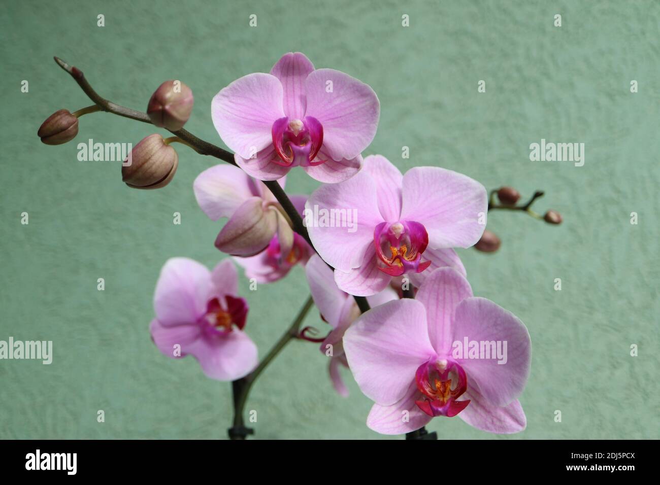 Orchidea rosa con petali delicati e sfondo verde parete, orchidea rosa fioritura con gemme macro, bellezza in natura, fiori esotici, macro fotografia Foto Stock