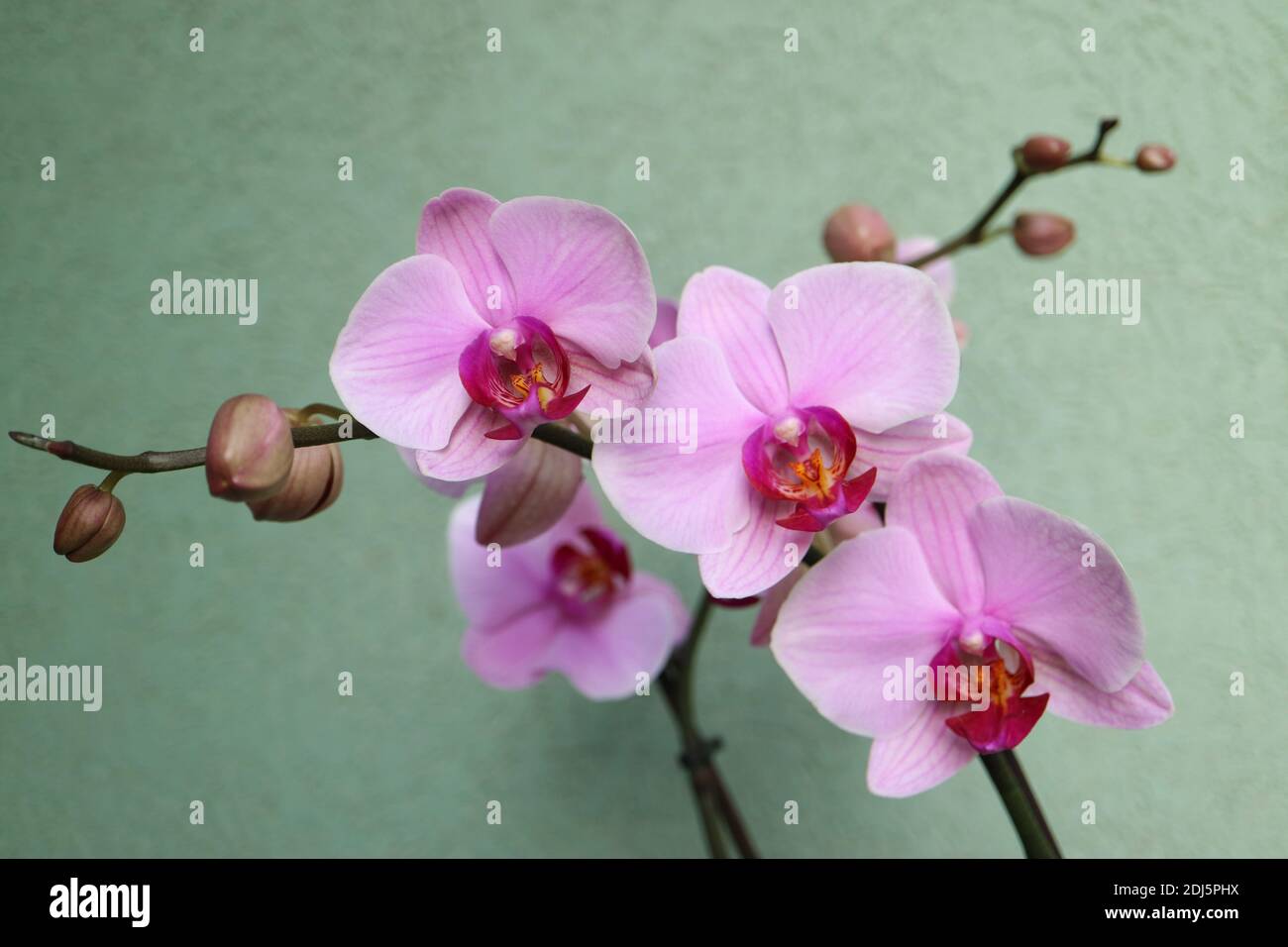 Orchidea rosa con petali delicati, gemme e motivi, orchidea rosa macro, testa di fiore, bellezza in natura, fiore esotico, macro fotografia, foto di stock Foto Stock