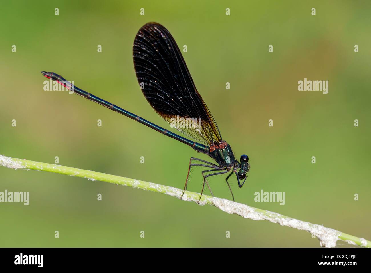 Rame Demoiselle (Calopteryx splendens), vista laterale di un maschio adulto appollaiato su una pianta, Campania, Italia Foto Stock