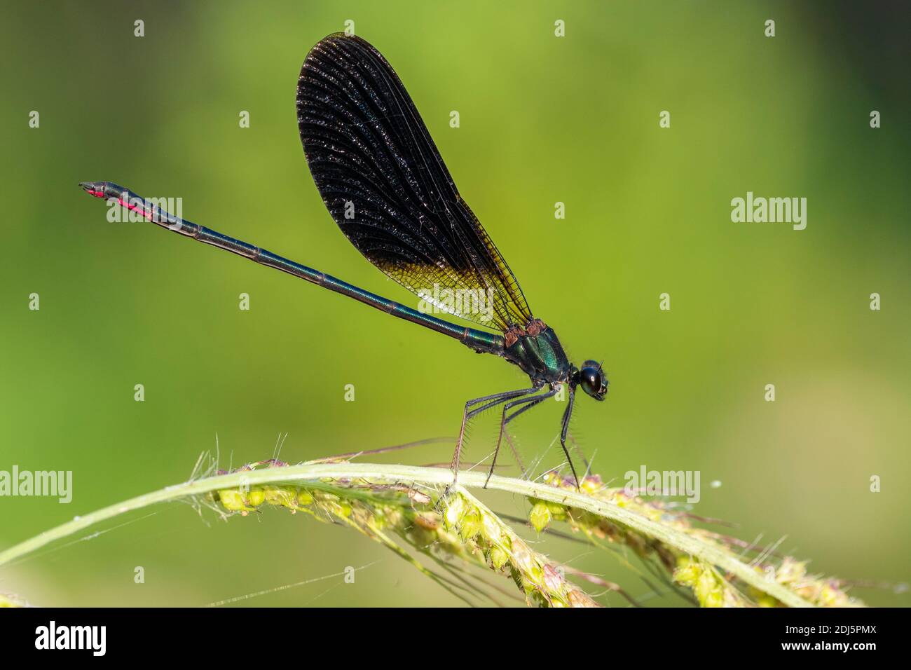 Rame Demoiselle (Calopteryx splendens), vista laterale di un maschio adulto appollaiato su una pianta, Campania, Italia Foto Stock