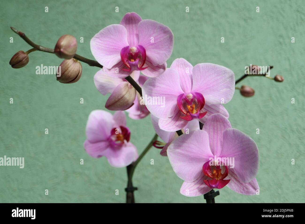 Orchidea rosa con petali delicati e sfondo verde parete, orchidea rosa fioritura con gemme macro, bellezza in natura, fiori esotici, macro fotografia Foto Stock