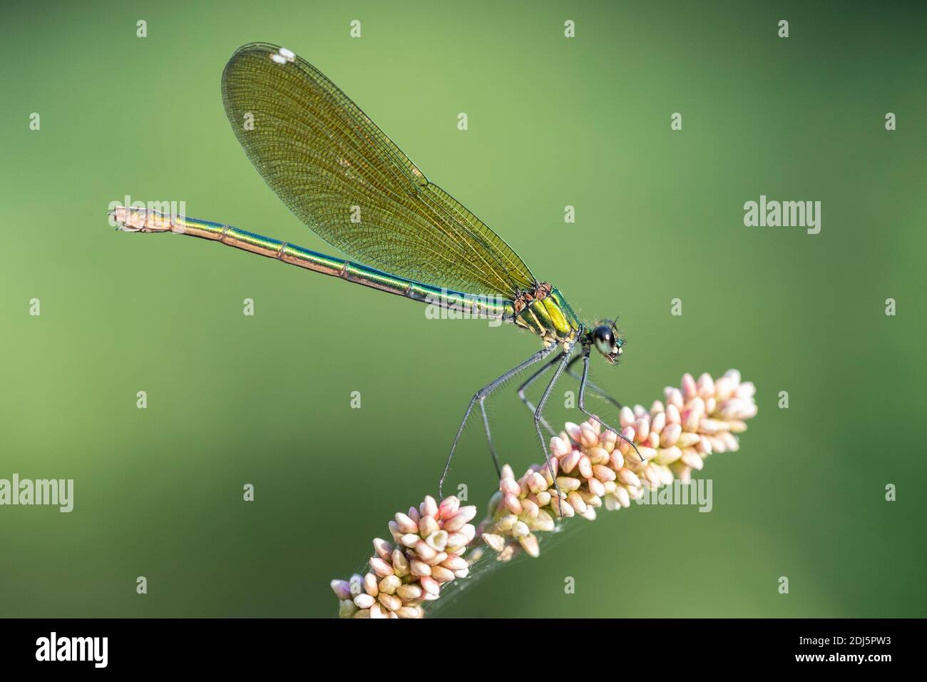 Demoiselle a fasce (Calopteryx splendens), vista laterale di una femmina adulta arroccata su una pianta, Campania, Italia Foto Stock