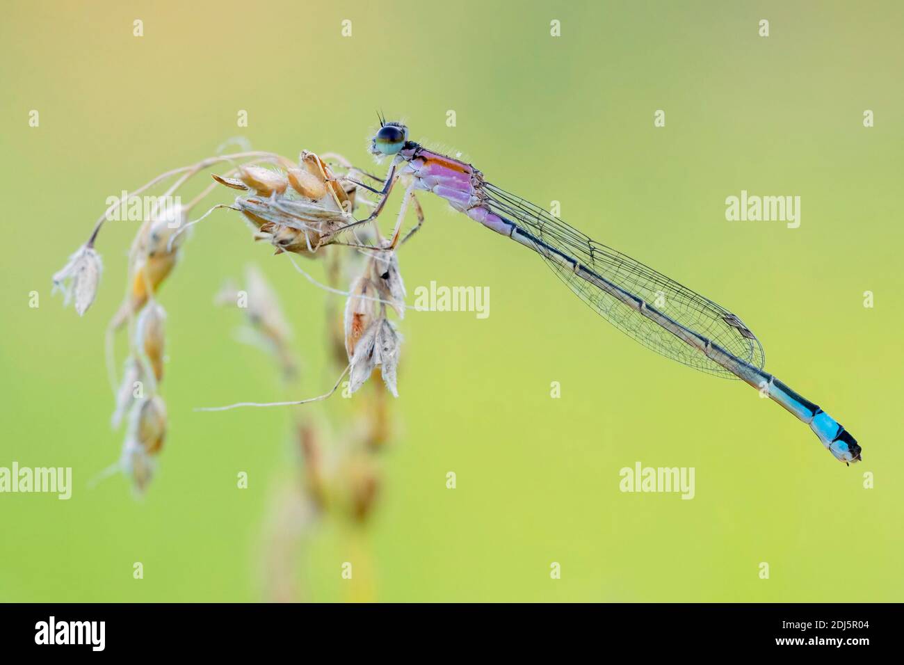 Dasselfly a coda blu (Ischnura elegans), vista laterale di una femmina appollaiata su uno stelo, Campania, Italia Foto Stock