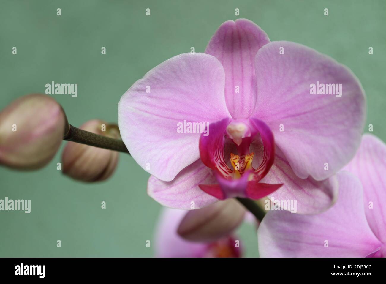 Orchidea rosa con petali delicati, gemme e motivi, orchidea rosa macro, testa di fiore, bellezza in natura, fiore esotico, macro fotografia, foto di stock Foto Stock