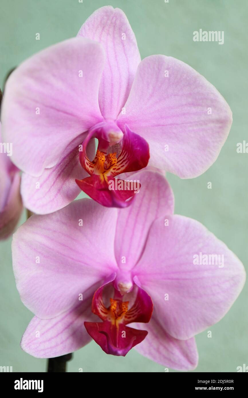 Orchidea rosa con petali e motivi delicati, orchidea macro rosa, testa di fiore, bellezza nella natura, fiore esotico, macrofotografia, foto di stock Foto Stock