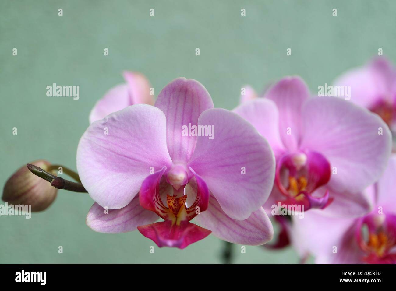 Orchidea rosa con petali delicati, gemme e motivi, orchidea rosa macro, testa di fiore, bellezza in natura, fiore esotico, macro fotografia, foto di stock Foto Stock