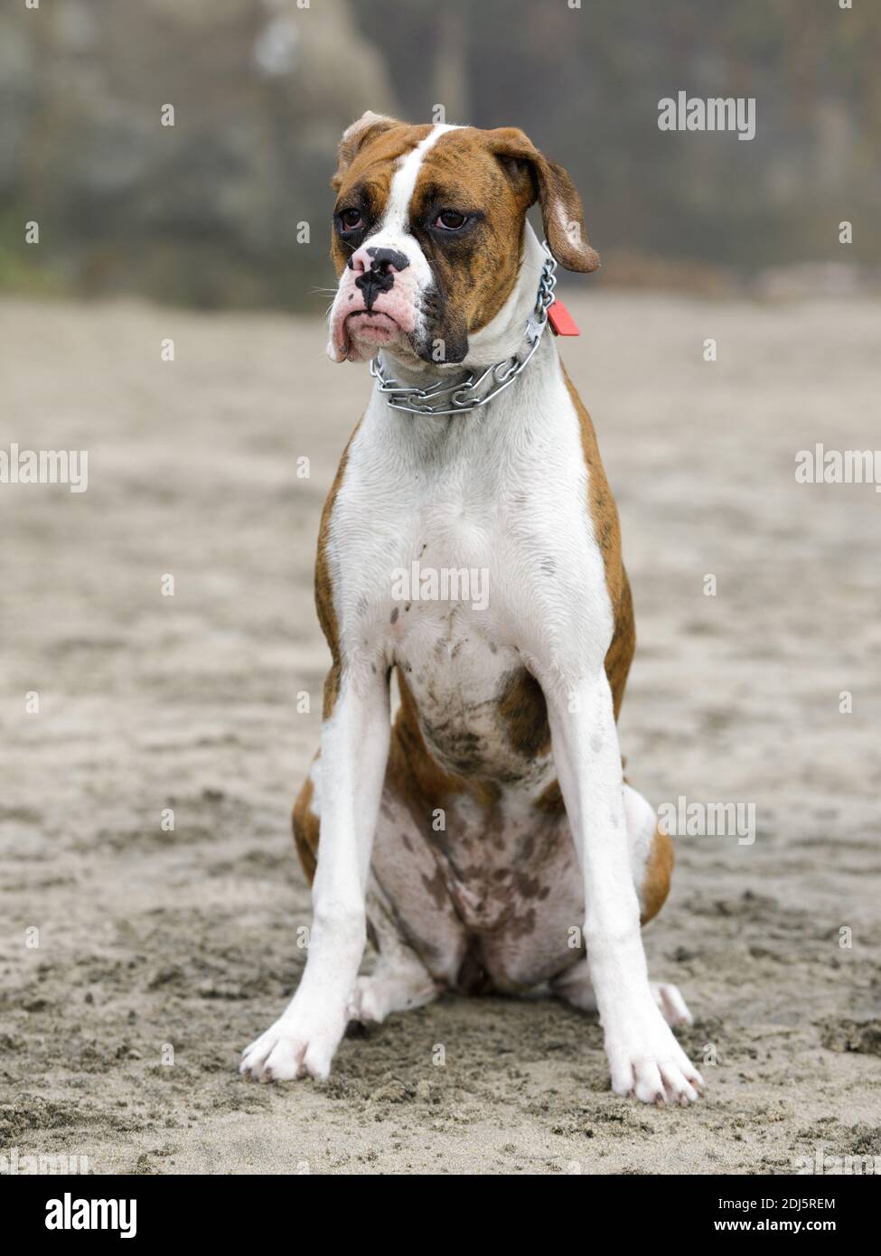 9-months-Boxer femmina di brindle seduto alla spiaggia Foto Stock
