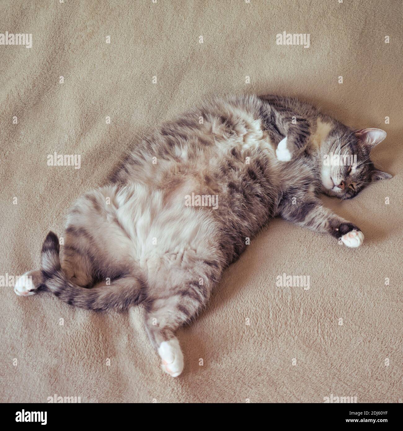 Divertente gatto grasso dormire sulla sua schiena in una casa letto Foto  stock - Alamy