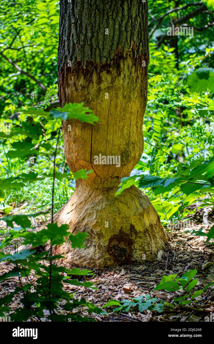 Quercia albero gnawed da castoro in foresta Foto Stock