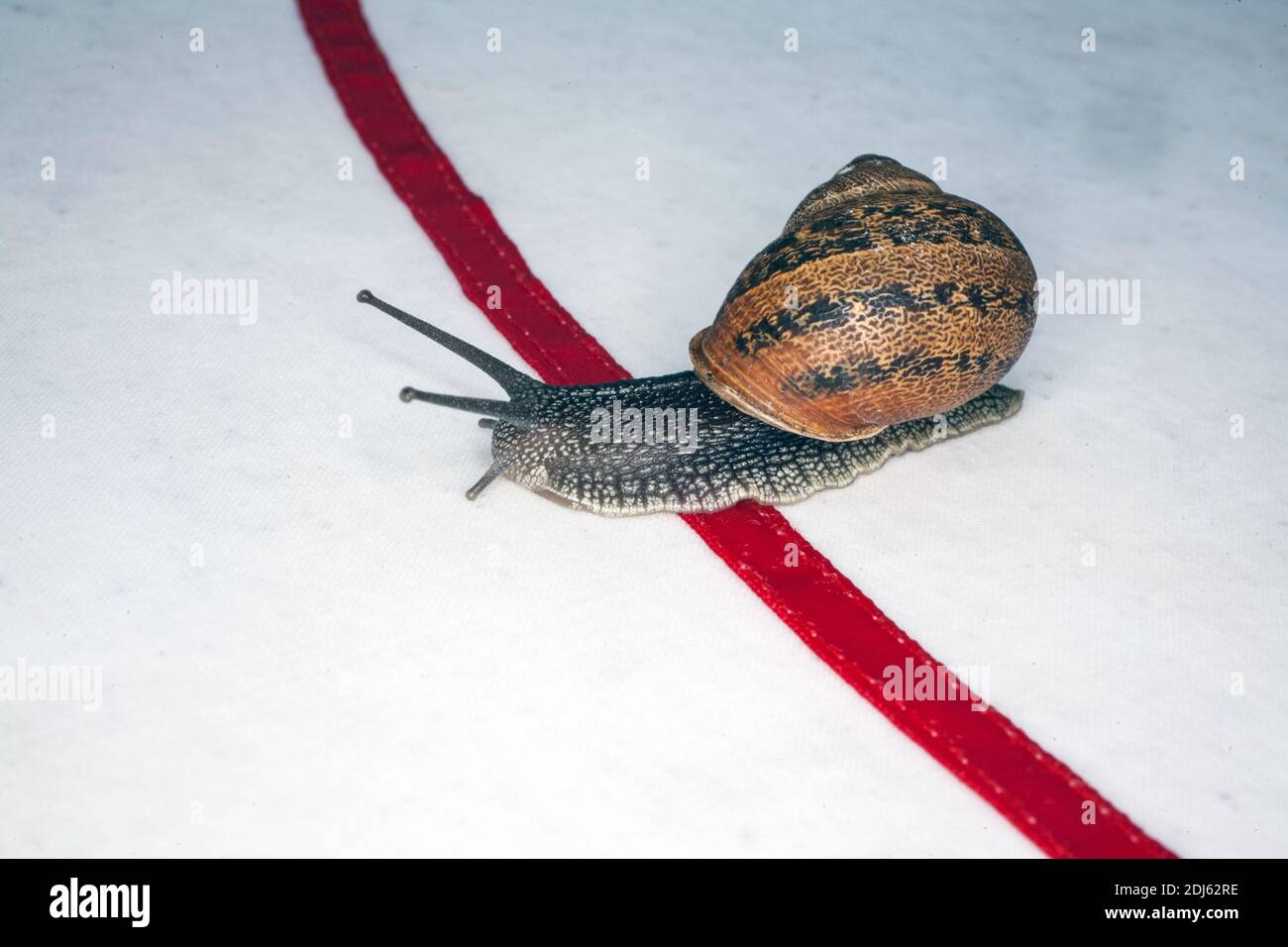 GRAN BRETAGNA / Inghilterra /Congham/ World Snail Racing Championships 2013 / prima che le lumache possano entrare in una gara un adesivo con un numero deve essere messo su così il Foto Stock