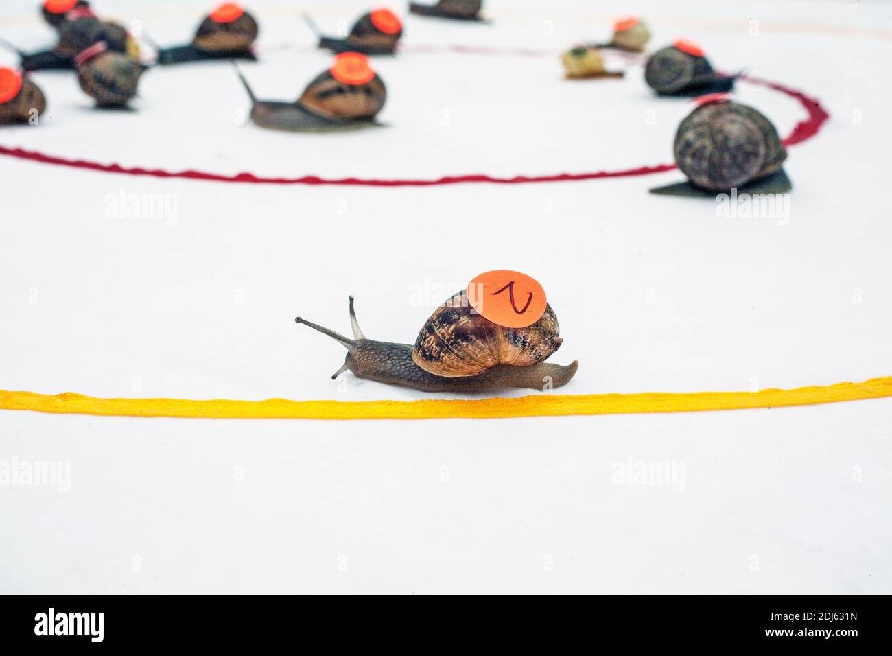 GRAN BRETAGNA / Inghilterra /Congham/ World Snail Racing Championships 2013 / prima che le lumache possano entrare in una gara un adesivo con un numero deve essere messo su così il Foto Stock