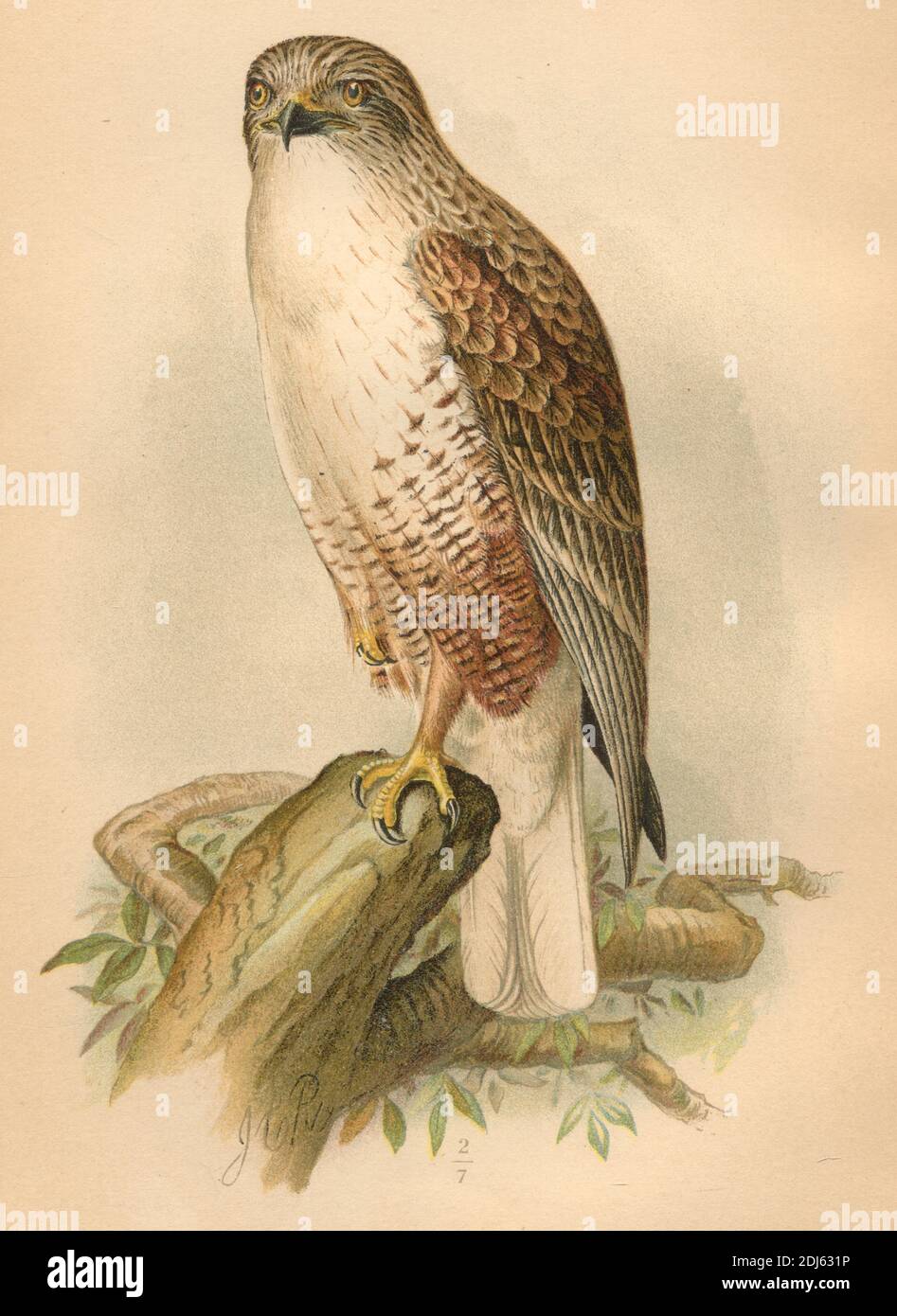 Plate 12, The Ferruginous Rough-leg - Chromolithographed Plate from 1893 libro The Hawks and Owls of the United States in their relation to Agriculture Foto Stock