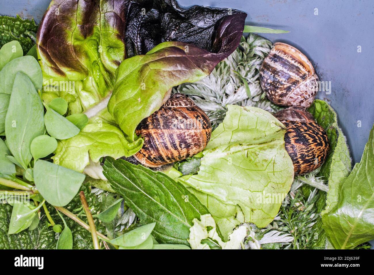 GRAN BRETAGNA / Inghilterra /Congham/ World Snail Racing Championships 2013 . Foto Stock