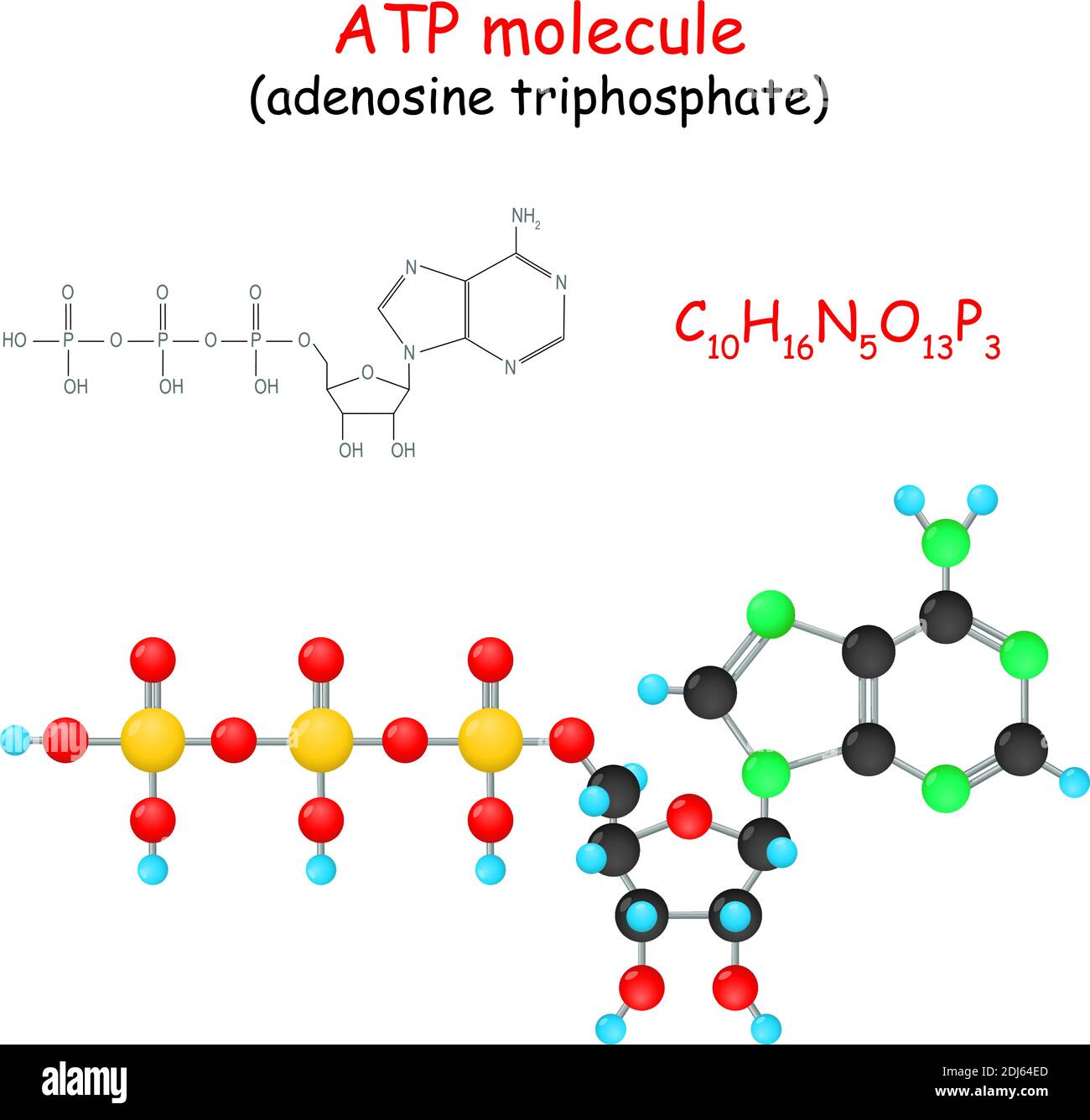 Adenosina trifosfato. Formula strutturale chimica e modello di molecola di ATP. Illustrazione vettoriale Illustrazione Vettoriale