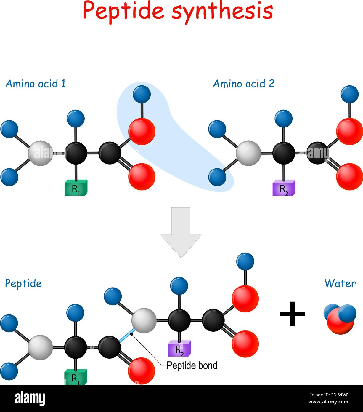Sintesi peptidica. Due amminoacidi combinati in un peptide per formare una molecola di acqua e un legame peptidico. Illustrazione vettoriale per uso medico Illustrazione Vettoriale