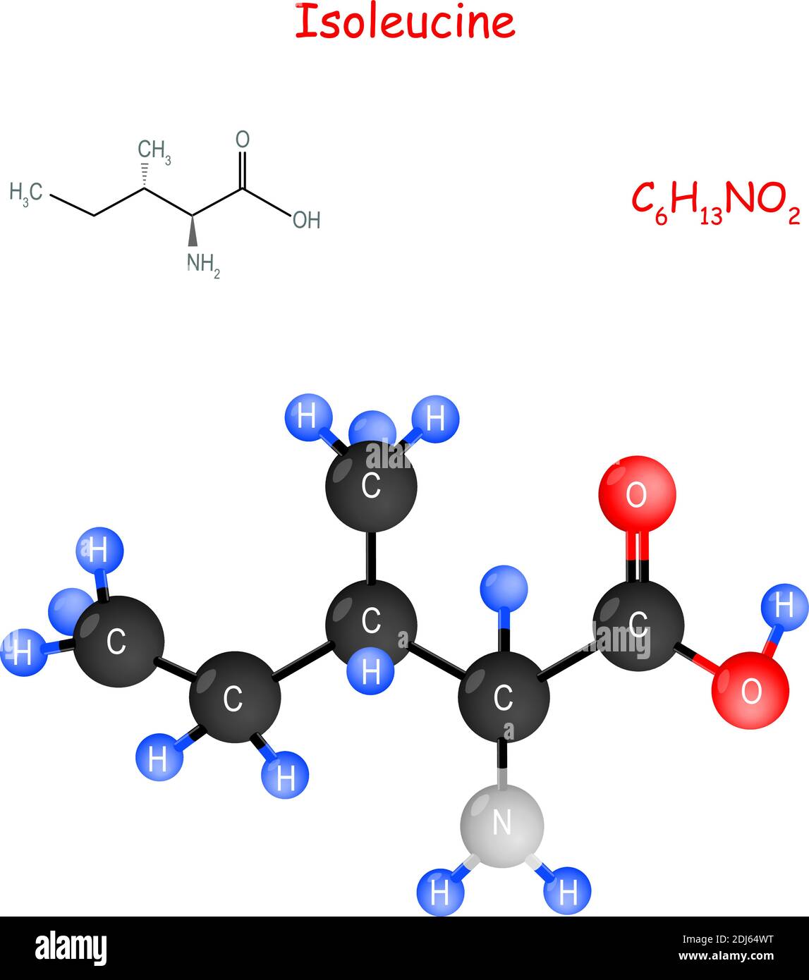 L'isoleucina è un aminoacido essenziale. Formula strutturale chimica e modello di molecola. C6H13NO2. Illustrazione vettoriale per uso didattico Illustrazione Vettoriale