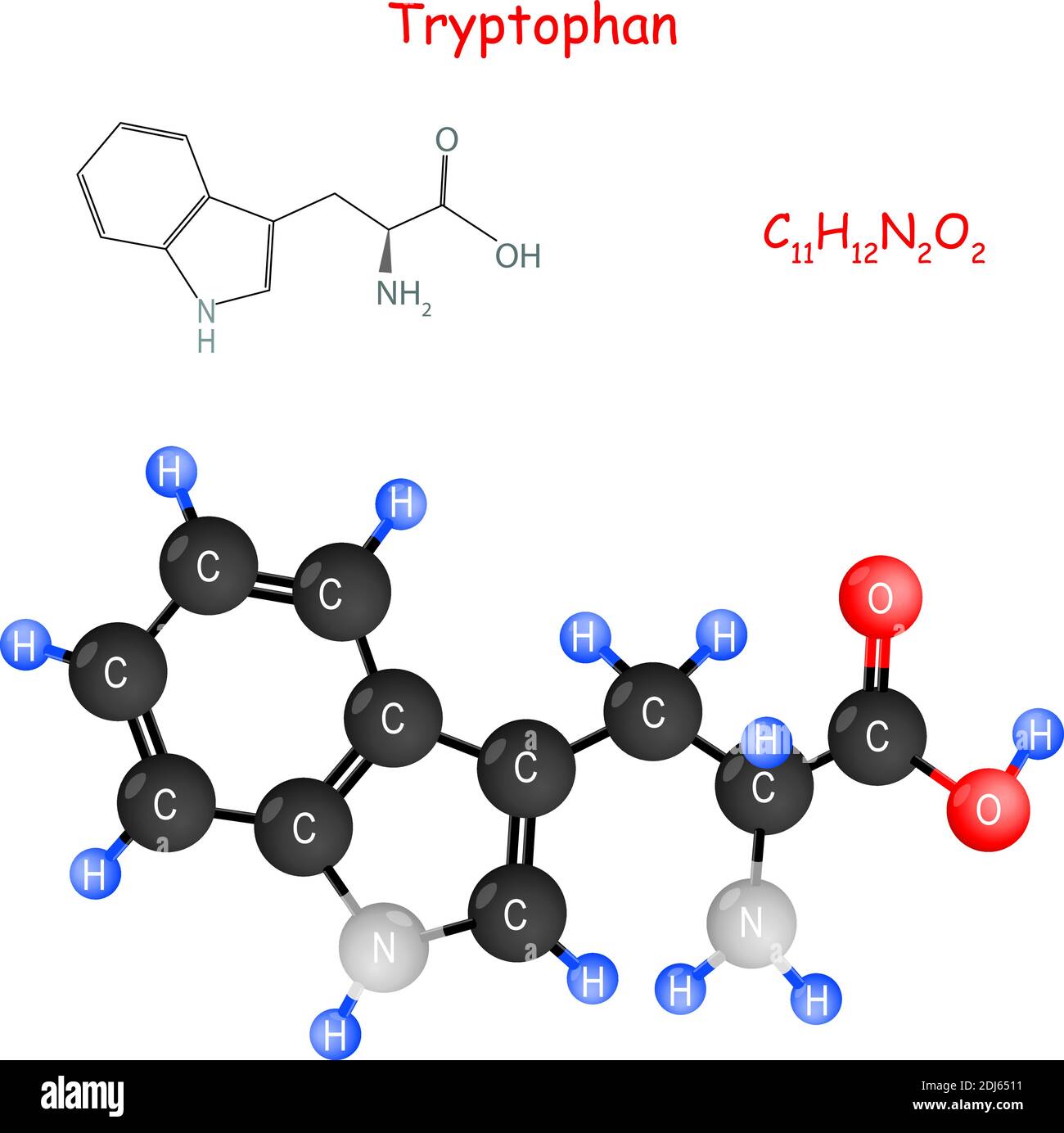 Il triptofano è un aminoacido essenziale per la biosintesi delle proteine. Formula strutturale chimica e modello di molecola. Illustrazione Vettoriale